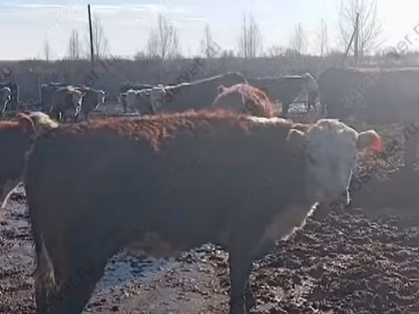 Cow, Hereford
