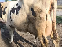 Cow, Swiss cattle — photo 4
