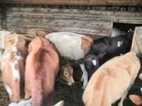 Vaca, Simmental cattle — foto 5