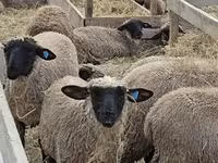 Ovce, Blackheaded Persian sheep — foto 3
