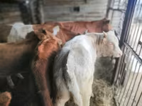 Vaca, Simmental cattle — foto 6
