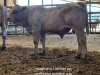 Býk, Charolais cattle — foto 7