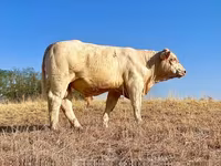 Toro, Charolais cattle — foto 2