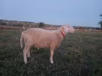 公羊, Assaf sheep — 照片 2