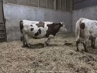 بقرة, مونبليارد — الصورة 2