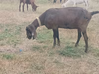 Koza, Nubian Goat — foto 2