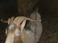 बकरी, Alpine goat — फ़ोटो 7