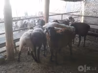 मेढ़ा, Arabi sheep — फ़ोटो 6