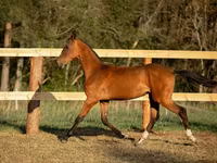 Kůň, Akhal-Teke — foto 3