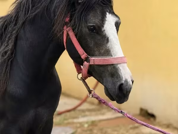 Hengst, Anglo-Arabian