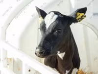 Býk, Yaroslavl cattle — foto 5