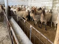 Sheep, Awassi sheep — photo 1