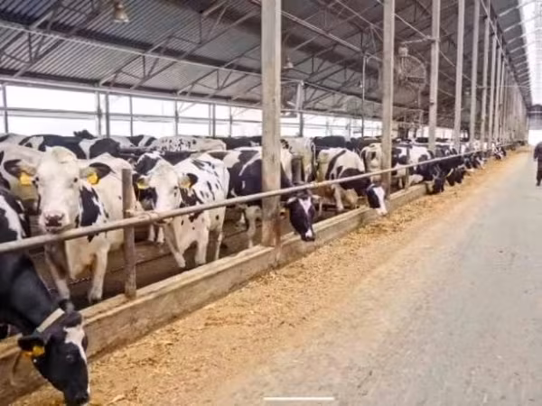 Krava, Swiss cattle