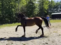 Mare, Dutch warmblood horse — photo 7
