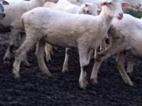 Ovce, Tsigai sheep — foto 2