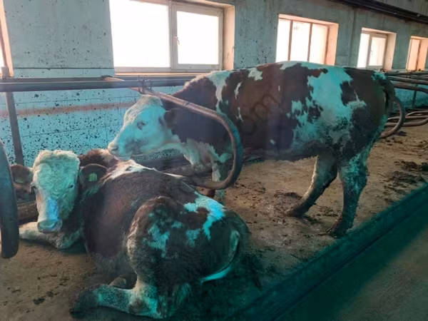 பசு, Simmental cattle