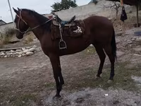 Caballo, Thoroughbred horse — foto 2