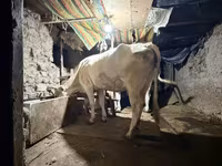 Vaca, Ukrainian Brown Dairy Cattle — foto 4