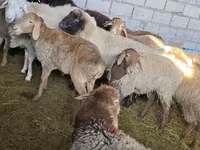 Sheep, Tian-Shan semifinewool sheep — photo 6