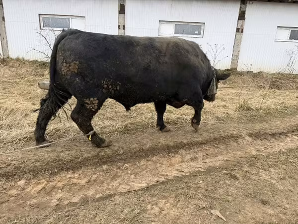 Bulle, Aberdeen-Angus