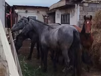 குதிரை, Horse breed — புகைப்படம் 2