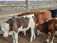 Vaca, Ganado vacuno — foto 1