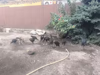 Chickens — फ़ोटो 8