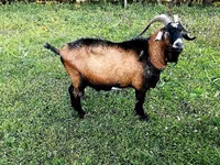 Kozel, Czech Brown Shorthaired goats — foto 1