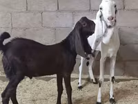 பெண் வெள்ளாடு, Kamori goats — புகைப்படம் 3