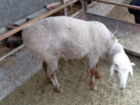 Widder, Hissar sheep — Foto 3