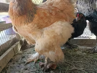 Brahma — Foto 8