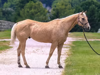 حصان, Quarter Horse — الصورة 3