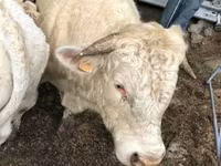 Krava, Aubrac cattle — foto 3