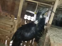 बकरी, Alpine goat — फ़ोटो 3