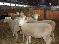 Widder, Dorset horn sheep — Foto 2