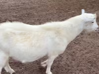 बकरा, Saanen goat — फ़ोटो 1