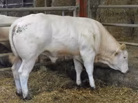 Bull, Blonde d’Aquitane cattle — photo 6