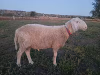 公羊, Assaf sheep — 照片 1