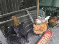 Chickens — புகைப்படம் 5