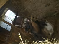 बकरी, Alpine goat — फ़ोटो 5