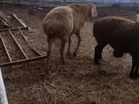 ஆண் ஆடு, Arashan sheep — புகைப்படம் 2