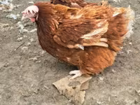 लोहमन ब्राउन — फ़ोटो 1