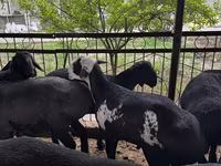 Beran, Ovce — foto 6