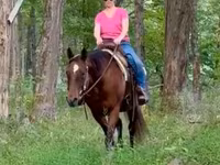 பெண் குதிரை, Quarter Horse — புகைப்படம் 5