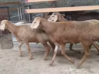 كبش, Edilbay sheep — الصورة 2