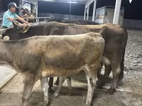 Vaca, Ukrainian Brown Dairy Cattle — foto 3