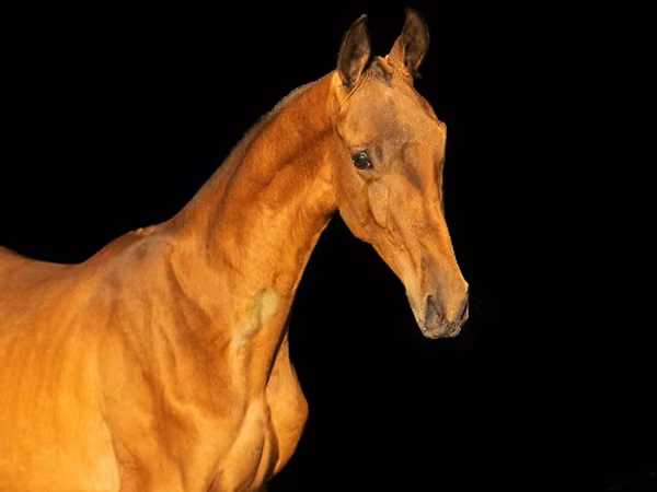 Kůň, Akhal-Teke