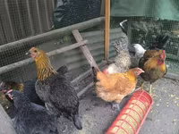 Chickens — புகைப்படம் 3