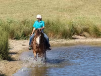 Caballo, Gypsy horse — foto 5
