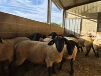 Widder, White Suffolk sheep — Foto 2